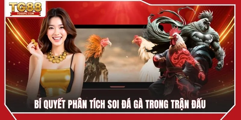 Phân tích, soi kèo trong trận chọi gà